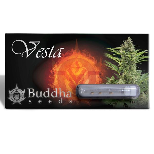 Buddha Vesta Auto