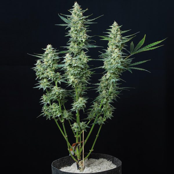 Vesta Buddha Seeds semilla automática rápida y productiva