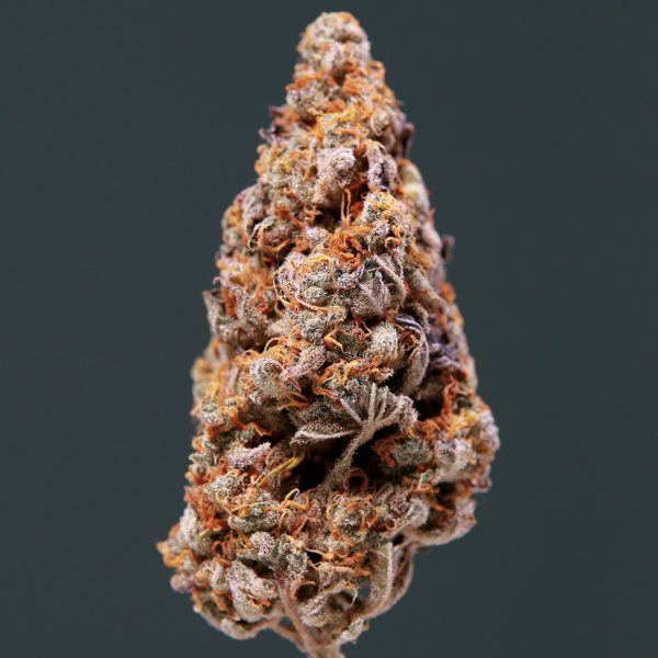 Vesta Buddha Seeds cannabis autofloreciente resina