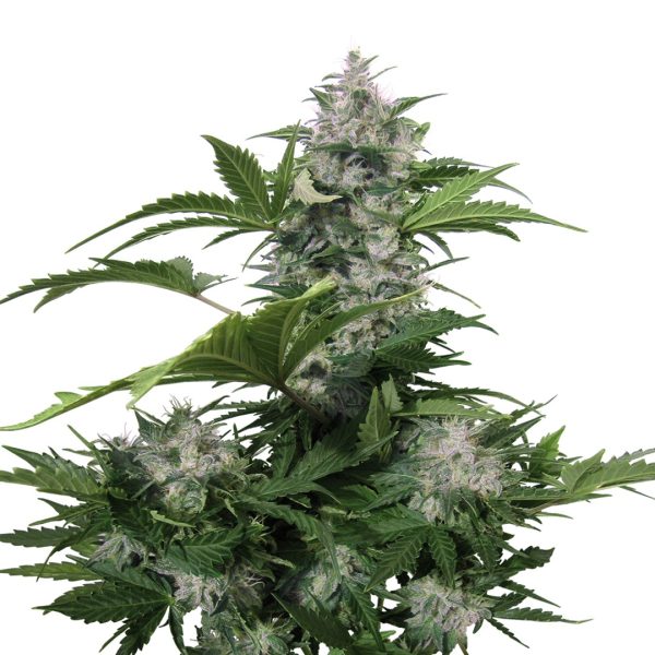 White Dwarf Auto Buddha Seeds automática resina rapida productiva