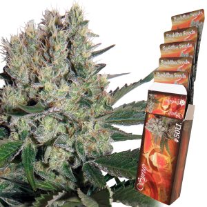 Syrup Auto Buddha Seeds autofloreciente rapida productiva marihuana sabor dulce