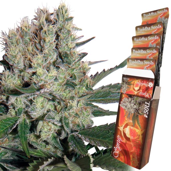 Syrup Auto Buddha Seeds autofloreciente rapida productiva