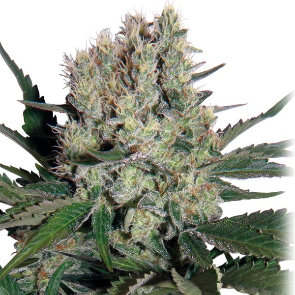 Syrup Auto Buddha Seeds autofloreciente rapida prodcutiva resina potente