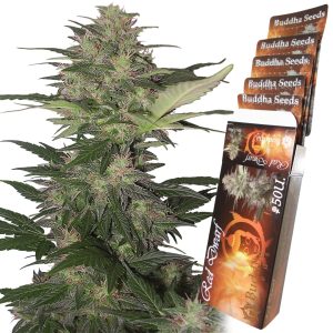 Red Dwarf Buddha Seeds cannabis autofloreciente alta calidad barata