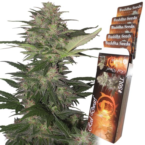 Red Dwarf Buddha Seeds cannabis autofloreciente rápida productiva resina