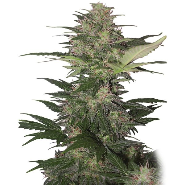 Red Dwarf Buddha Seeds cannabis autofloreciente rápida gran producción resina