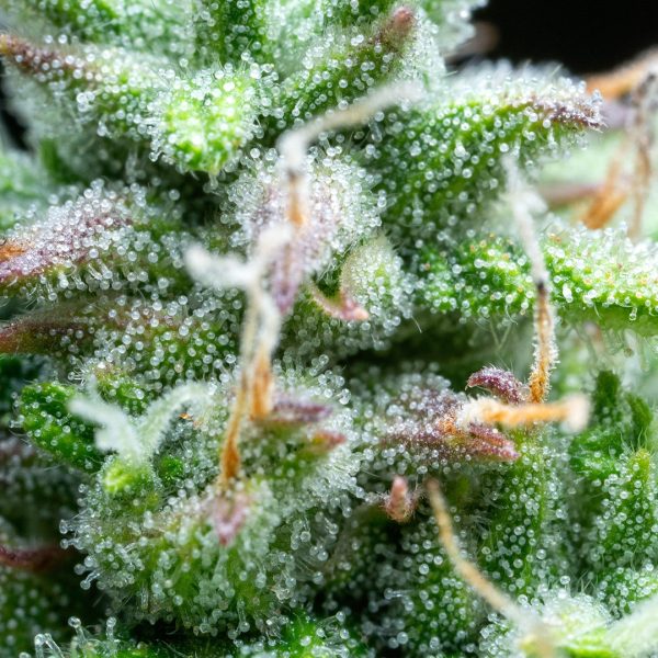 Syrup Auto Buddha Seeds tricomas