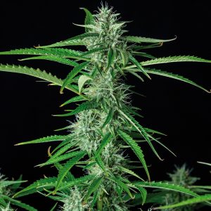 Syrup Auto Buddha Seeds autofloreciente floracion corta resina