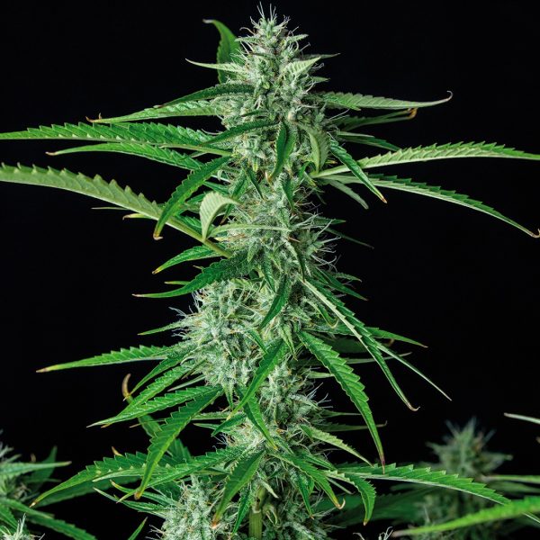 Syrup Auto Buddha Seeds autofloreciente rapida aroma resina potente