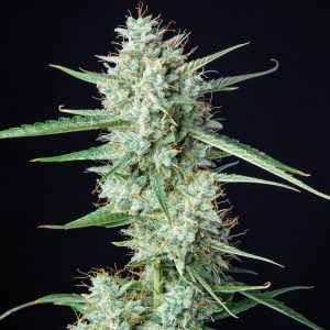 Syrup Auto Buddha Seeds autofloreciente floracion corta resina