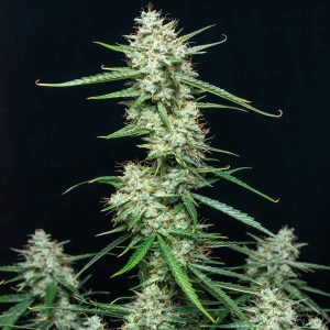 Syrup Auto Buddha Seeds marihuana sabor dulce cannabis rapida potente productiva