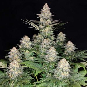 Kraken Buddha Seeds planta fotodependiente efecto potente resina de marihuana