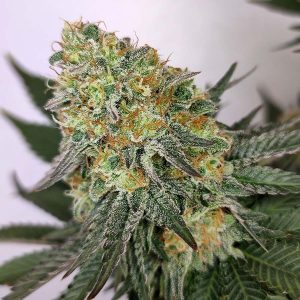 Kraken Buddha Seeds cogollo resina