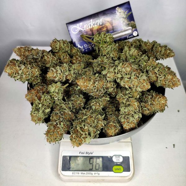 Kraken Buddha Seeds cannabis fotodependiente productiva