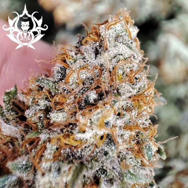 Kraken Buddha Seeds cannabis fotodependiente resina