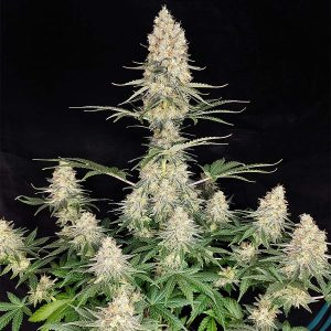 Quasar Buddha Seeds planta cannabis productiva