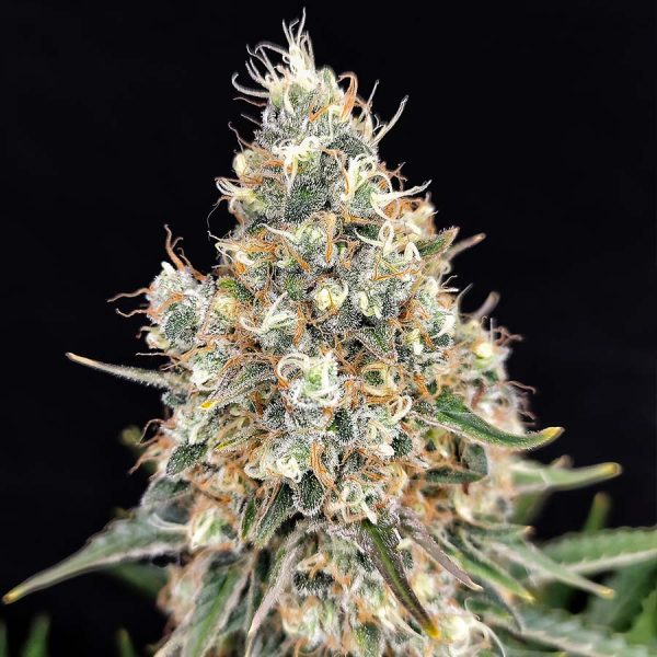 Quasar Buddha Seeds planta cannabis resinosa