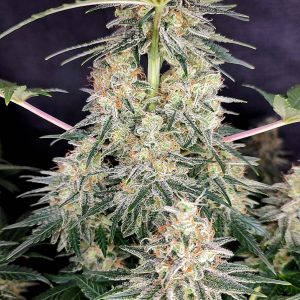 Quasar Buddha Seeds planta cannabis fotodependiente resinosa