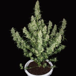 Magnum Auto Buddha Seeds semillas cannabis autofloreciente sativa