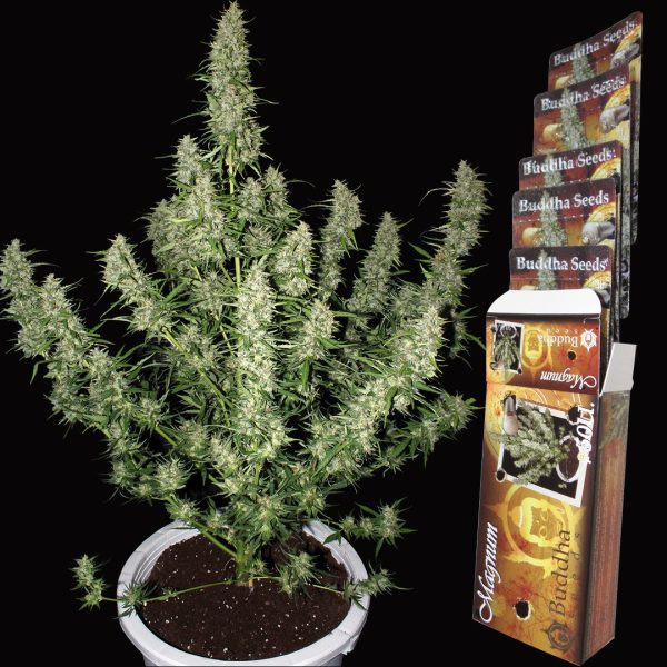 Magnum Auto Buddha Seeds semillas cannabis autofloreciente sativa