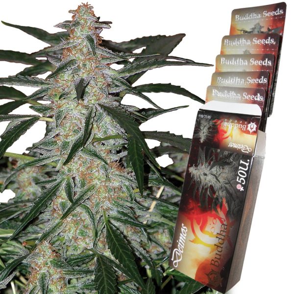 Deimos  Auto Buddha Seeds semillas cannabis autofloreciente indica