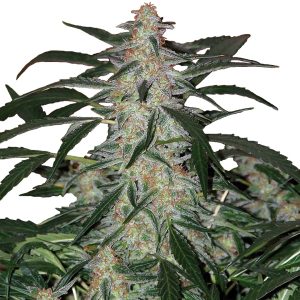 Deimos  Auto Buddha Seeds semillas cannabis autofloreciente sativa