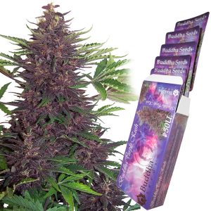 Buddha Purple Kush Auto Buddha Seeds automática morada