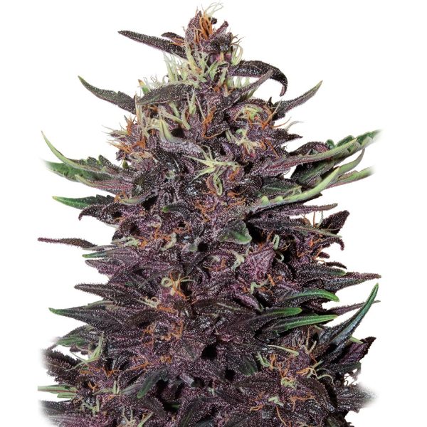 Buddha Purple Kush Auto Buddha Seeds autofloreciente morada