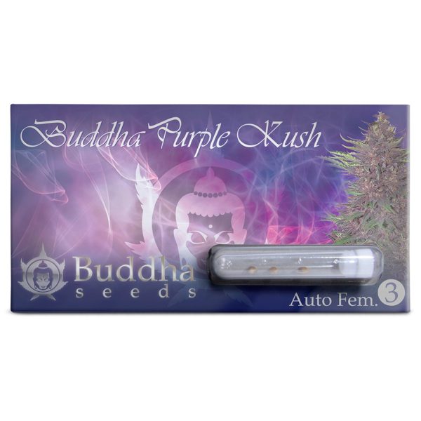 Buddha Purple Kush Automática Buddha Seeds