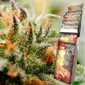 Buddha Assorted Auto automaticas Buddha Seeds