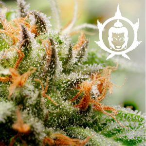 Buddha Assorted Auto Buddha Seeds automaticas rapidas baratas