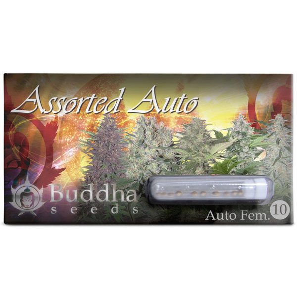 Assorted Auto Buddha Seeds pack automaticas