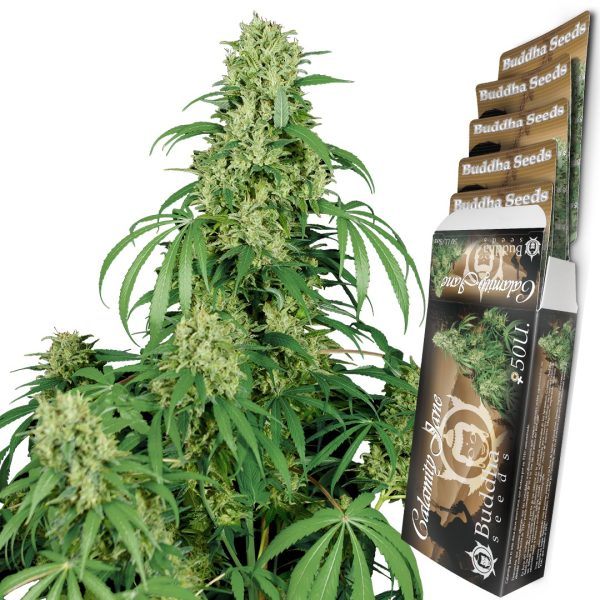 Calamity Jane  Auto Buddha Seeds cannabis autofloreciente planta sativa