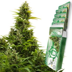 Medikit Auto Buddha Seeds semillas CBD