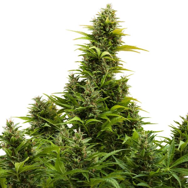 Medikit Auto Buddha Seeds planta cannabis CBD