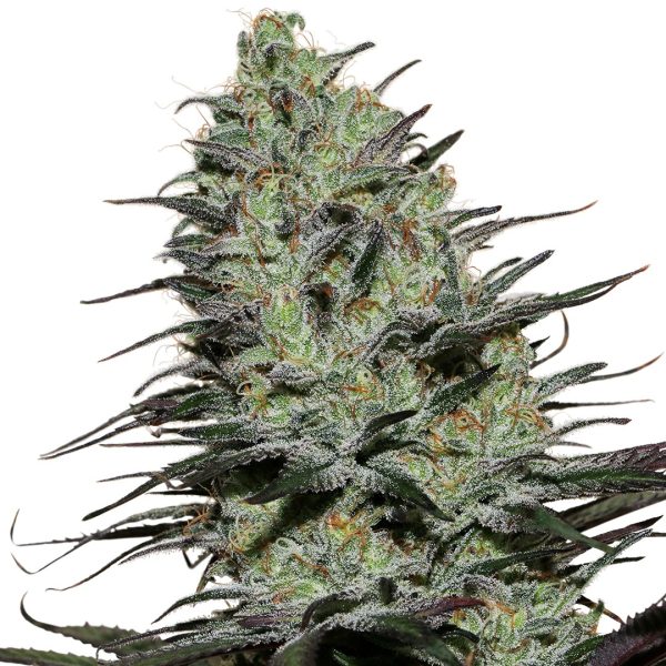 Morpheus Buddha Seeds relaxing efect