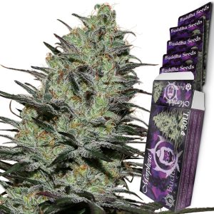 Morpheus Buddha Seeds  fotodependiente resinosa cannabis medicinal