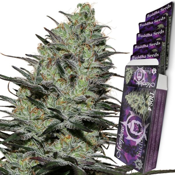 Morpheus Buddha Seeds fotodependiente resinosa cannabis medicinal