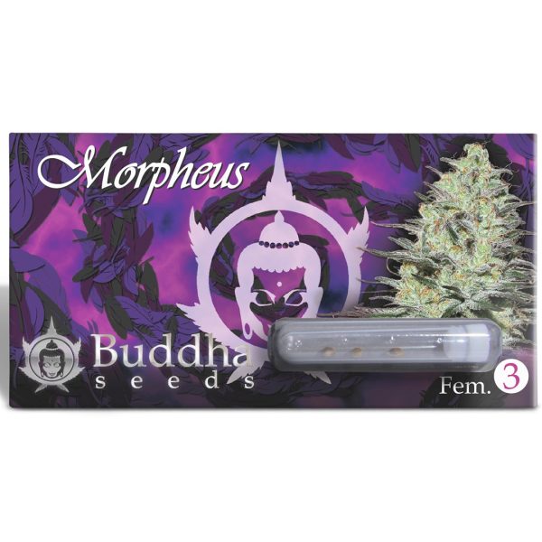 Morpheus Buddha Seeds pack semillas oficial