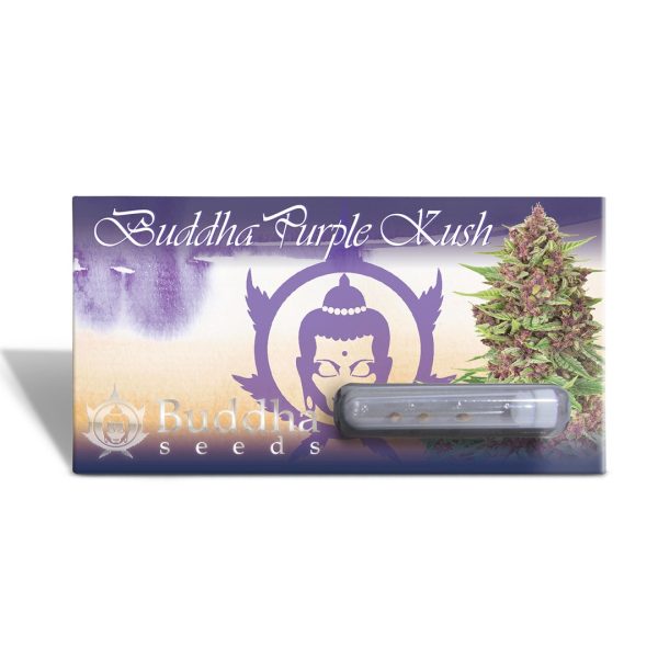 Buddha Purple Kush Buddha Seeds blister