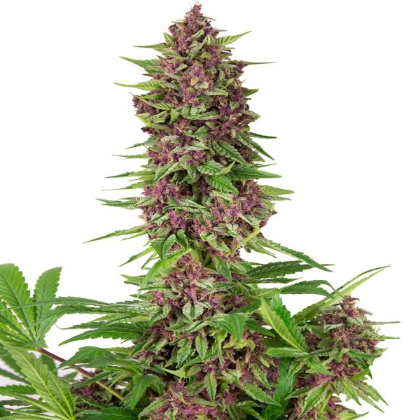 Buddha Purple Kush Buddha Seeds color morado cannabis