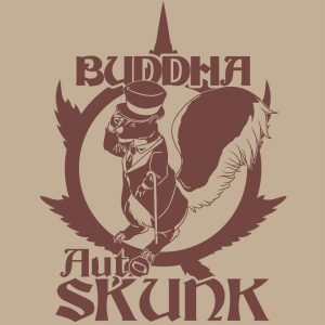 Buddha Auto Skunk Buddha Seeds semillas cannabis automática rápida