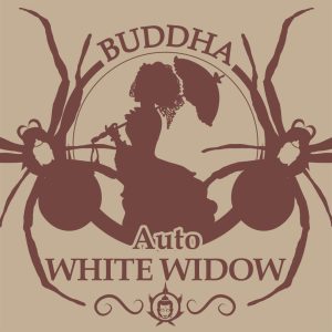 Buddha Auto White Widow cannabis autofloreciente rapida potente