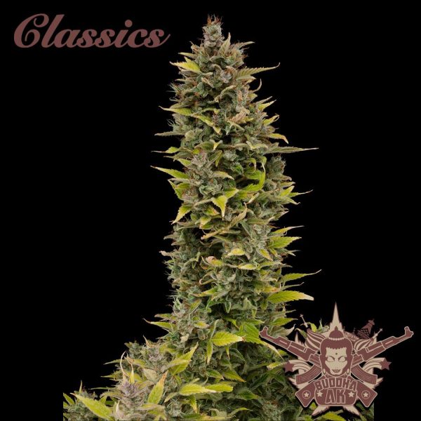 Buddha Auto AK Buddha Seeds automática clásico floración corta