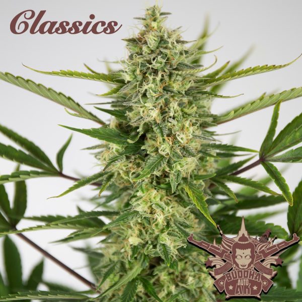 Buddha Auto AK Buddha Seeds clásico cannabis rapida potente productiva