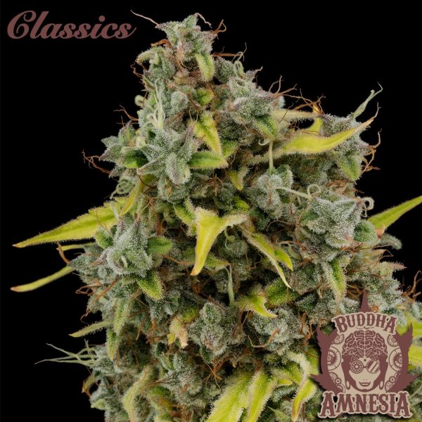 clásico cannabis Amnesia Buddha Seeds