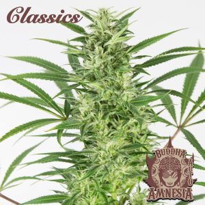 Buddha Auto Amnesia Buddha Seeds automatica clásico cannabis