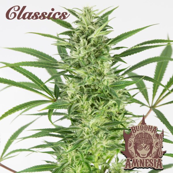 Buddha Auto Amnesia Buddha Seeds automatica clásico cannabis