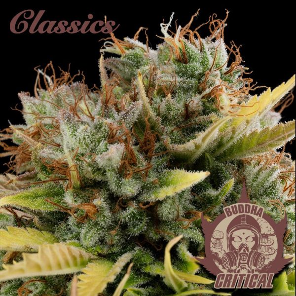 Buddha Critical Buddha Seeds mejor variedad cannabis clásico