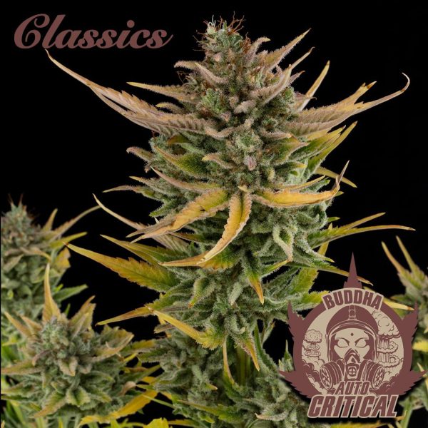 Buddha Auto Critical Buddha Seeds mejores clásicos cannabis